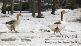  Presentation with winter farm - Colorful PPT layouts enhanced with goose-walk-on-a-rural backdrop and a light gray colored foreground