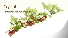  Presentation with gooseberry - Theme having gooseberry - branch with red gooseberries isolated background and a cream colored foreground