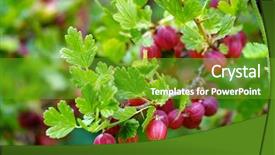  Presentation with gooseberry - Presentation theme consisting of gooseberry - ripe red gooseberries background and a tawny brown colored foreground