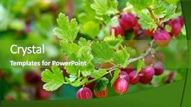  Presentation with gooseberry - Cool new PPT theme with gooseberry - ripe red gooseberries backdrop and a tawny brown colored foreground