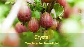 Presentation with gooseberry - Cool new slides with gooseberry - some ripening gooseberries backdrop and a tawny brown colored foreground