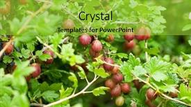  Presentation with gooseberry - Theme enhanced with gooseberry - some ripening gooseberries background and a yellow colored foreground