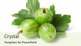 Presentation with green-leaves - Theme having gooseberry among green leaves background and a soft green colored foreground