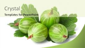  Presentation with gooseberry - Beautiful presentation featuring gooseberry-among-green-leaves backdrop and a soft green colored foreground