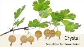  Presentation with gooseberry - Cool new presentation design with gooseberry branch isolated on white backdrop and a blonde colored foreground