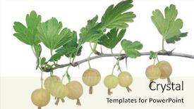  Presentation with gooseberry - Presentation enhanced with gooseberry branch isolated on white background and a soft green colored foreground