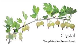  Presentation with gooseberry - Cool new presentation theme with gooseberry branch isolated on white backdrop and a white colored foreground