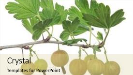  Presentation with gooseberry - Audience pleasing PPT layouts consisting of gooseberry branch isolated on white backdrop and a blonde colored foreground