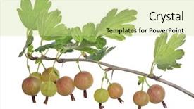  Presentation with gooseberry - Audience pleasing PPT layouts consisting of gooseberry branch isolated on white backdrop and a soft green colored foreground