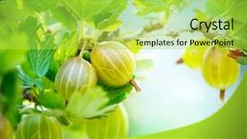  Presentation with gooseberry - Presentation theme with gooseberry fresh and ripe organic background and a yellow colored foreground