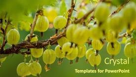  Presentation with gooseberry - Presentation theme enhanced with gooseberry-fresh-and-ripe-organic background and a tawny brown colored foreground