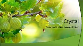  Presentation with gooseberry - Colorful presentation enhanced with gooseberry fresh and ripe organic backdrop and a yellow colored foreground