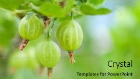  Presentation with gooseberry - Presentation theme with gooseberry on a branch background and a yellow colored foreground