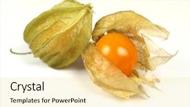  Presentation with gooseberry - PPT layouts enhanced with gooseberry on white background background and a blonde colored foreground