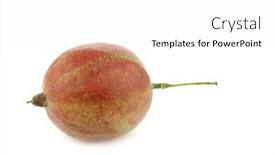  Presentation with gooseberry - Presentation design featuring gooseberry ribes uva-crispa on a white background background and a white colored foreground