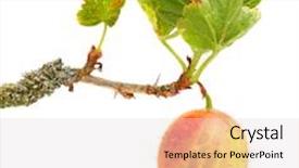  Presentation with pies - Presentation enhanced with ribes uva-crispa is best background and a lemonade colored foreground