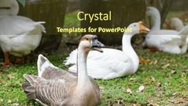  Presentation with farm quilt - Slides featuring gooses-in-the-farm-garden background and a tawny brown colored foreground