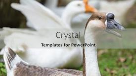  Presentation with small farm - Presentation featuring gooses-in-the-farm-garden background and a light gray colored foreground