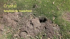  Presentation with live - Beautiful slides featuring gopher-hole-in-the-ground backdrop and a tawny brown colored foreground