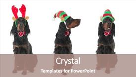 Presentation with dogs - Presentation theme featuring gordon setter - funny dogs dressed for christmas background and a coral colored foreground