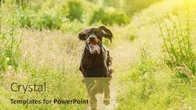  Presentation with nature - Beautiful presentation theme featuring gordon-setter-dog-running backdrop and a yellow colored foreground