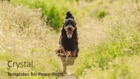  Presentation with nature - Amazing theme having gordon-setter-dog-running backdrop and a yellow colored foreground