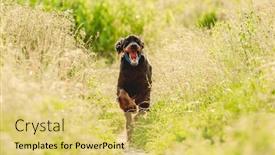  Presentation with tongue - Slide set featuring gordon-setter-dog-running background and a yellow colored foreground