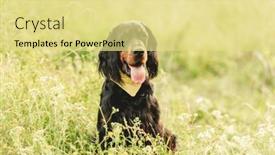  Presentation with outdoors - PPT layouts featuring gordon-setter-walking-outdoors background and a blonde colored foreground