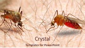  Presentation with mosquito - Theme with gore - anopheles mosquito - dangerous vehicle background and a lemonade colored foreground