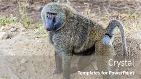  Presentation with savannah - PPT layouts having gorgeous-african-baboon-kenia-african background and a gray colored foreground