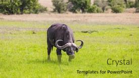  Presentation with savannah - Slides enhanced with gorgeous-african-buffalo-graze background and a yellow colored foreground