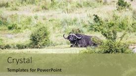  Presentation with safari animals - PPT layouts consisting of gorgeous-african-buffalo-resting background and a mint green colored foreground