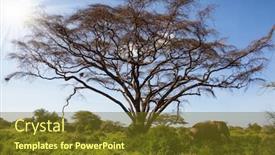  Presentation with savanna - Amazing slide deck having gorgeous-african-elephant backdrop and a tawny brown colored foreground