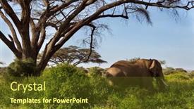  Presentation with savanna - Theme consisting of gorgeous-african-elephant background and a tawny brown colored foreground