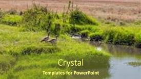  Presentation with geese - Presentation theme featuring gorgeous-african-geese-graze-near background and a tawny brown colored foreground