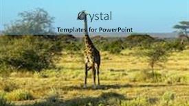  Presentation with savanna - PPT theme having gorgeous-african-giraffe-amboseli-park background and a arctic colored foreground