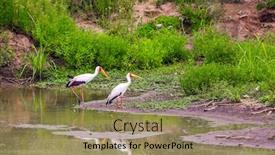  Presentation with kenya - Presentation theme having gorgeous-african-yellow-billed-stork background and a coral colored foreground