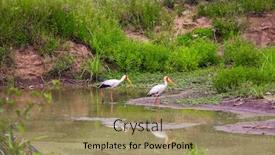  Presentation with kenya - Amazing PPT layouts having gorgeous-african-yellow-billed-stork backdrop and a coral colored foreground