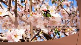  Presentation with bloom - Theme consisting of gorgeous-almond-grove-in-bloom background and a  colored foreground