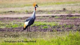  Presentation with crane - Cool new slides with gorgeous-crowned-crane-looking backdrop and a yellow colored foreground