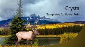  Presentation with rocky mountains - Cool new presentation design with gorgeous deer with horns grazing on the lake the valley along the road 91a - lake surrounded by scenic forests the rocky mountains canada concept of ecological active and photo-tourism backdrop and a tawny brown colored foreground