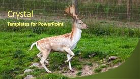  Presentation with green hills - Presentation design enhanced with gorgeous-deer-with-huge-beautiful background and a tawny brown colored foreground