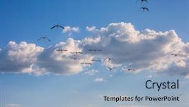  Presentation with national - Audience pleasing presentation consisting of gorgeous flamingos in free backdrop and a  colored foreground