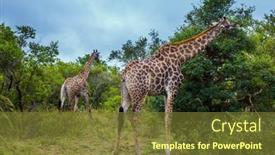  Presentation with exotic animals - Audience pleasing PPT theme consisting of gorgeous-giraffes-huge-long-necked backdrop and a tawny brown colored foreground