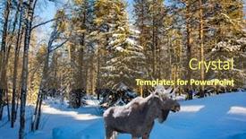  Presentation with winter forest - Colorful PPT theme enhanced with gorgeous-horned-moose backdrop and a tawny brown colored foreground