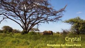  Presentation with elephant - PPT theme enhanced with gorgeous-huge-african-elephant background and a tawny brown colored foreground