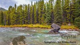  Presentation with black bear - Colorful presentation theme enhanced with gorgeous-huge-black-bear-resting backdrop and a coral colored foreground