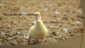  Presentation with steps - PPT theme consisting of gorgeous-little-duckling-takes background and a coral colored foreground