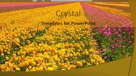  Presentation with springtime - Slides having gorgeous-multicolor-floral-carpet-multi background and a gold colored foreground