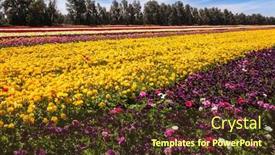  Presentation with botanical - Theme with gorgeous-multicolor-striped-floral-carpet background and a tawny brown colored foreground